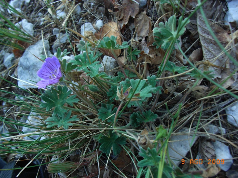 Monte Miletto - Geranium austroapenninum